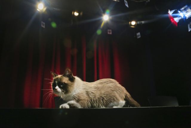 Δύο χρόνια με νεύρα «έκλεισε» ο πιο κατσούφης γάτος του κόσμου